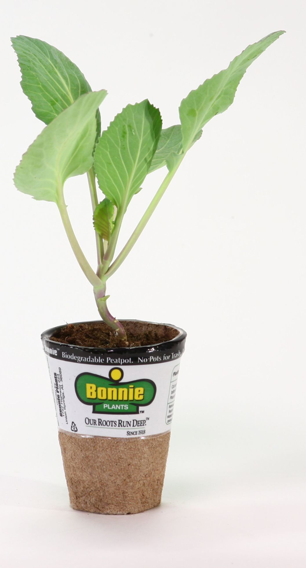 Bonnie Plants